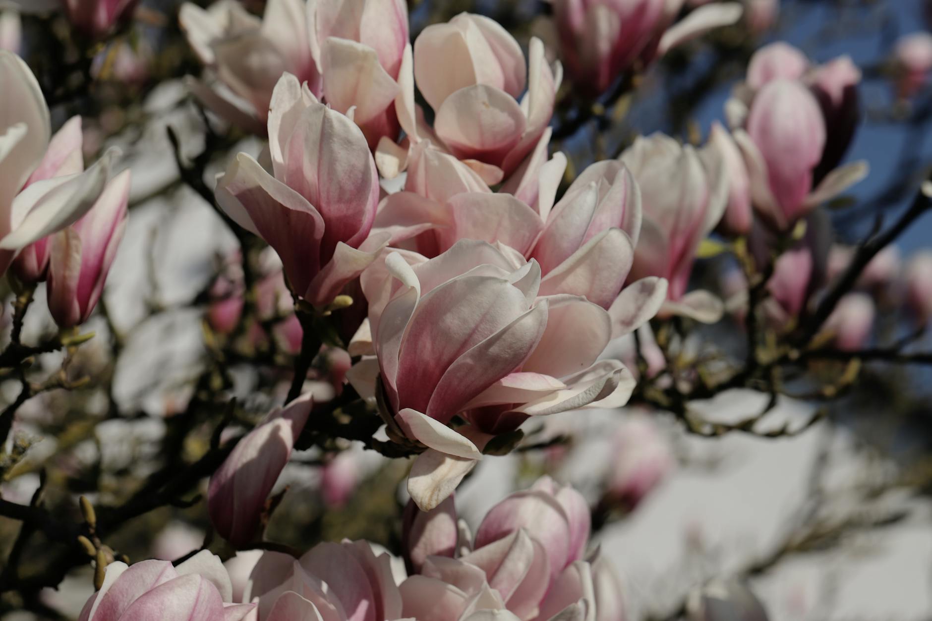 Grafika symbolizująca handel lub samorząd z napisem Mszana Dolna, nawiązująca do zakupu sklepów Sezam i Magnolia przez gminę.